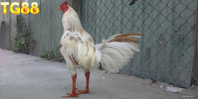 Cách phân biệt gà Asil Mỹ chính xác nhất cho người chơi 