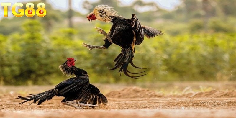 Một vài mẹo chơi chọi gà thành công cho hội viên